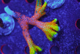 Corals & More Monthly Mystery Box