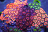 Corals & More Monthly Mystery Box