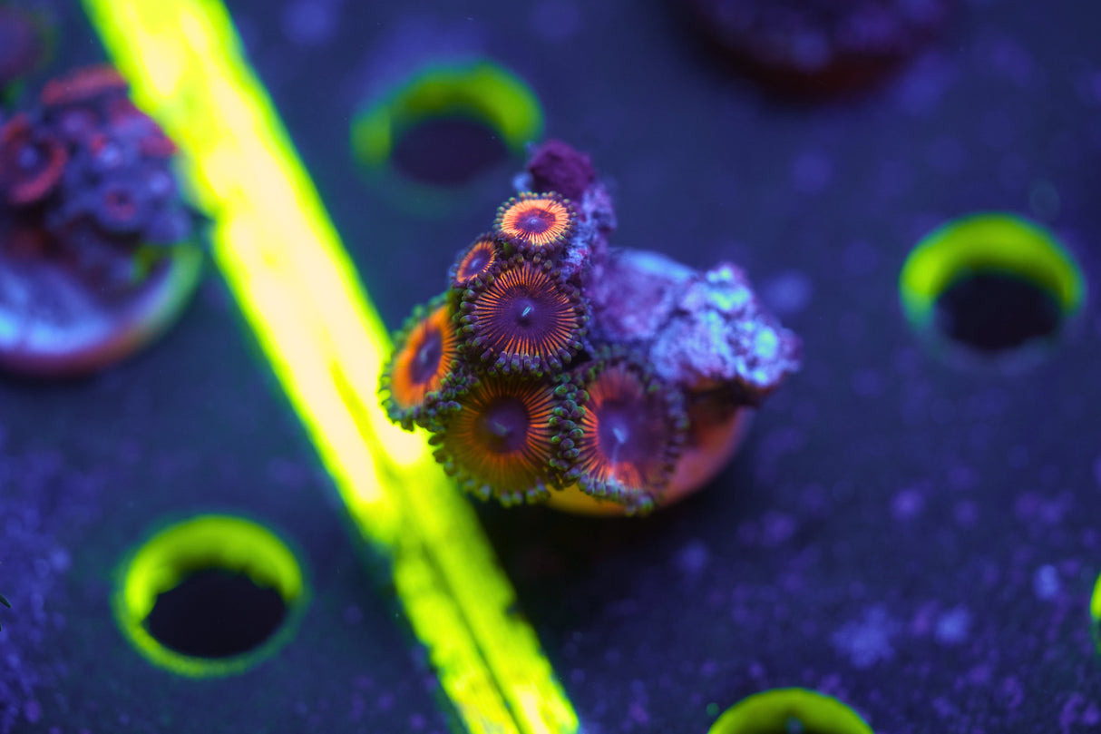 Hyper Pink Zoa Frag