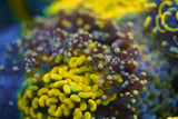 C&M Random Euphyllia Puck With 4-7 Coral Heads