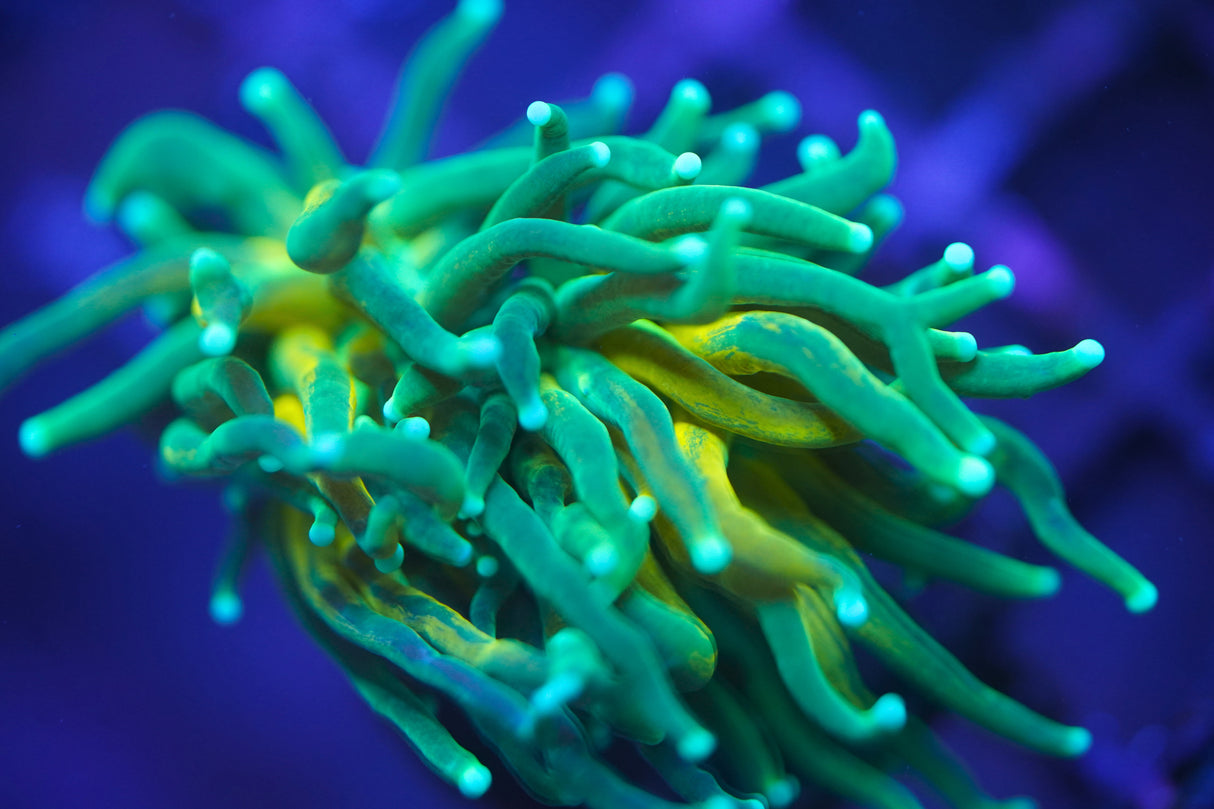 Corals & More Monthly Mystery Box