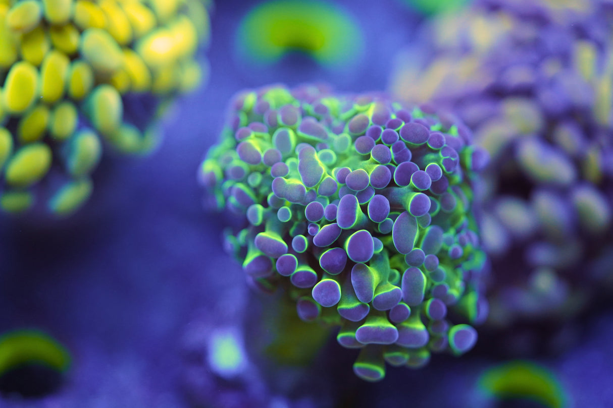 C&M Rainbow Halo Hammer Single Head Coral