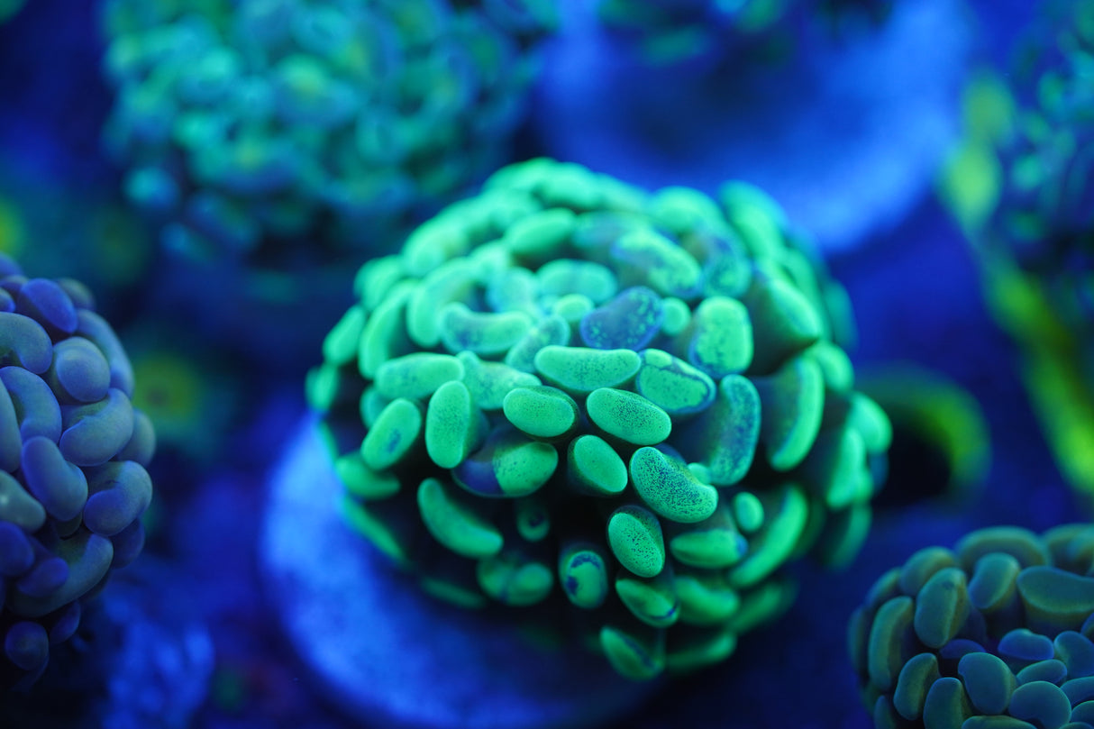 C&M Green Splatter Hammer Single Head Coral