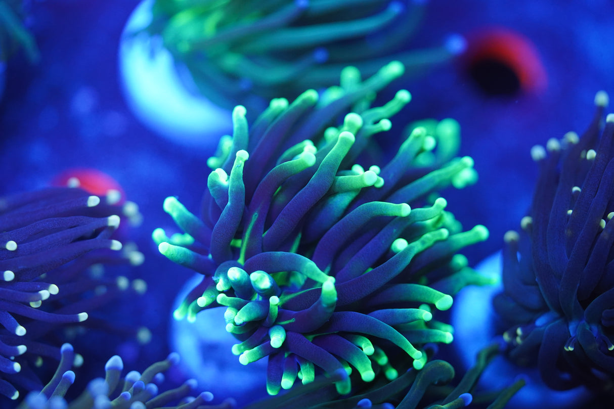 C&M Green Glow Light Torch Coral