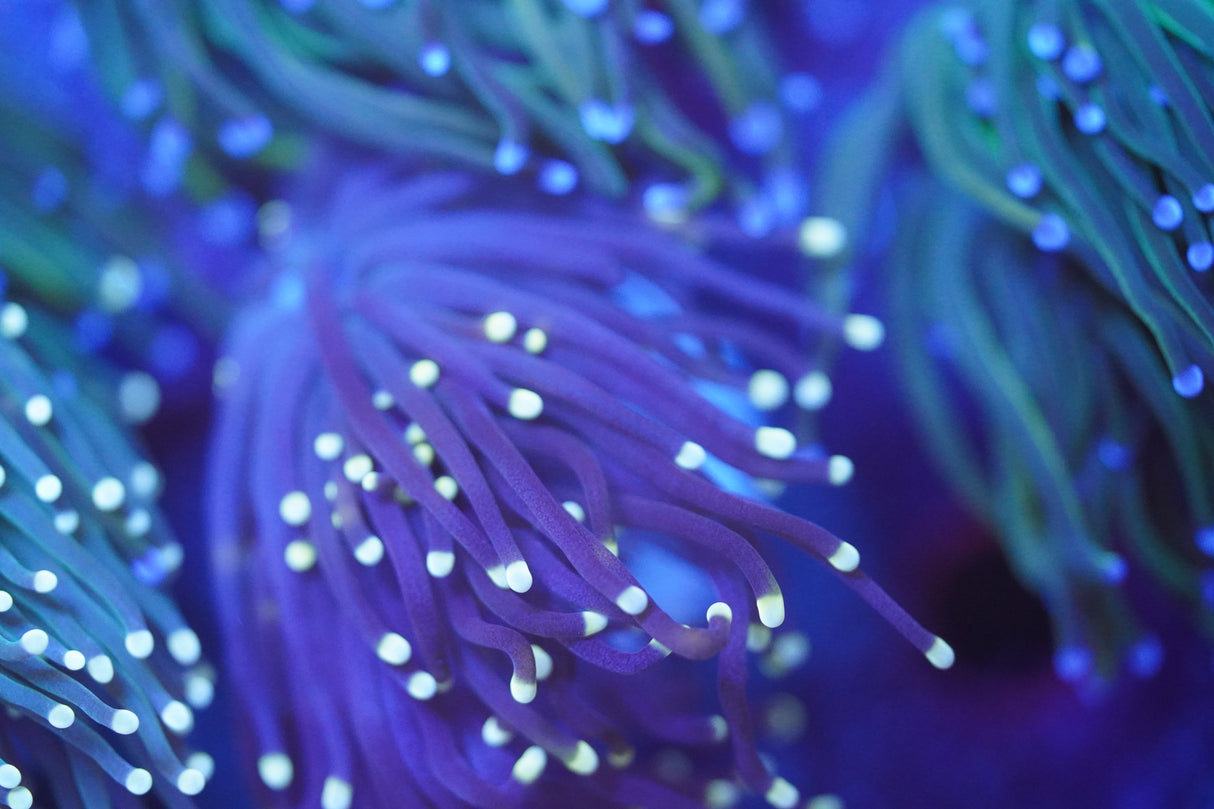 C&M Black Torch Coral