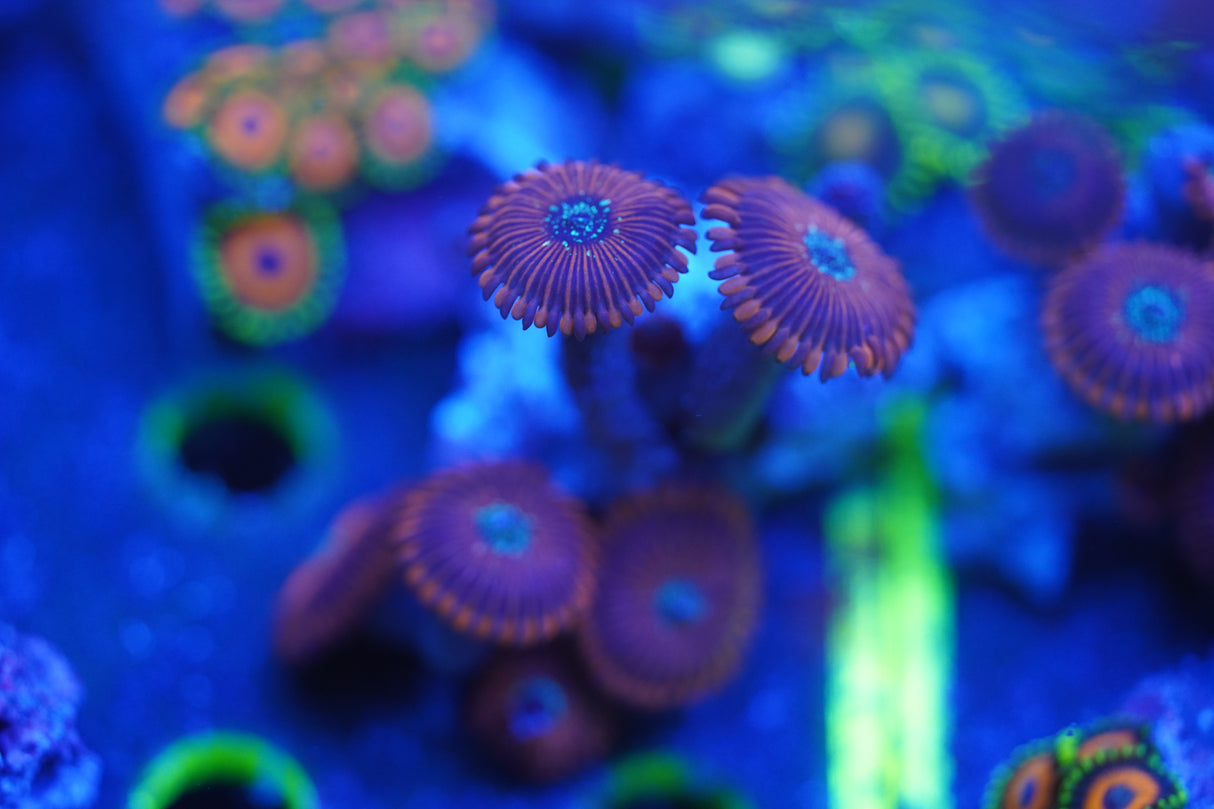 C&M Magician Zoa Corals