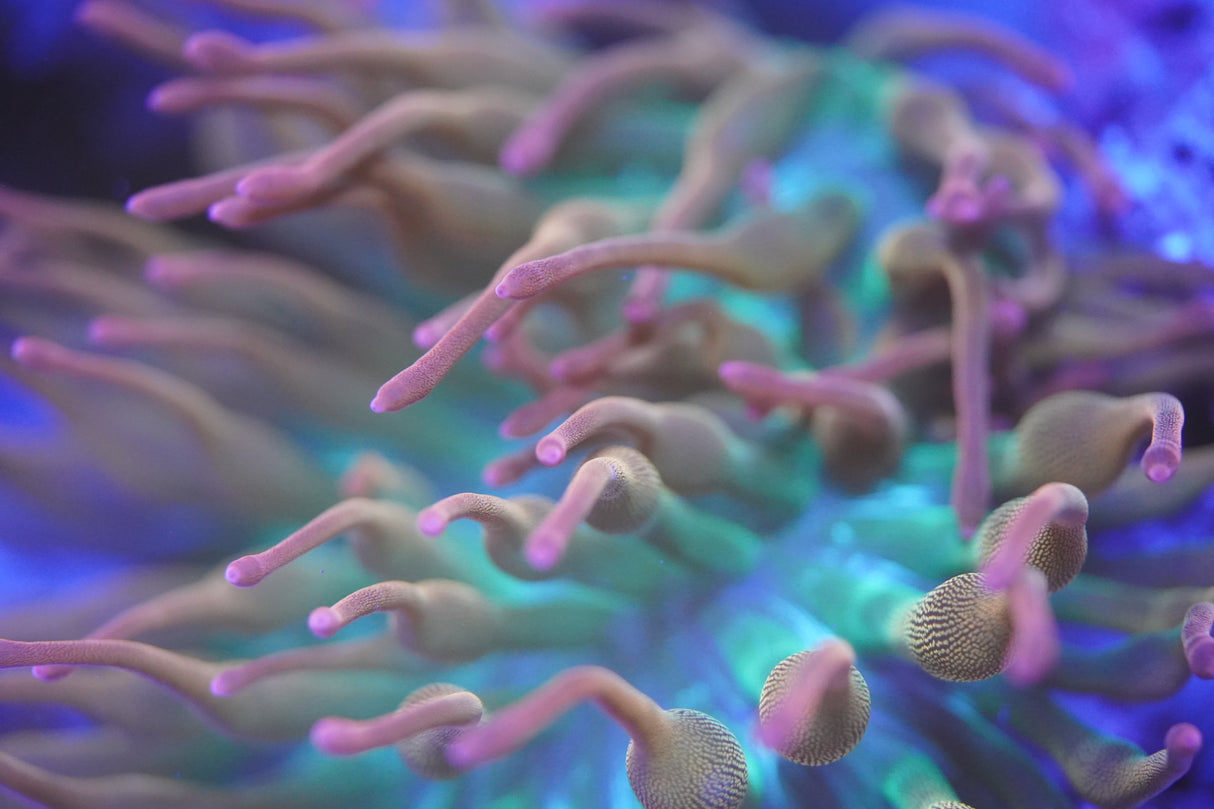Rainbow Bubble Tip Anemone