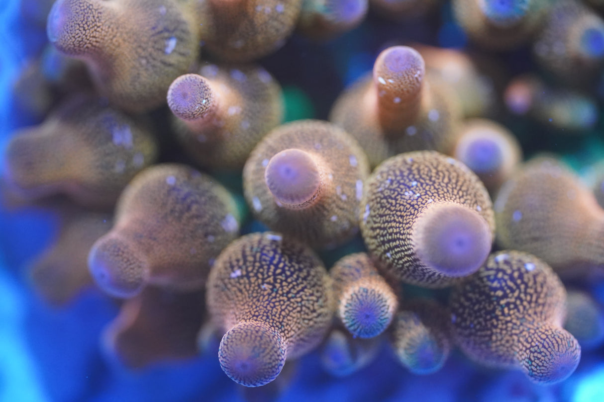 Rainbow Bubble Tip Anemone