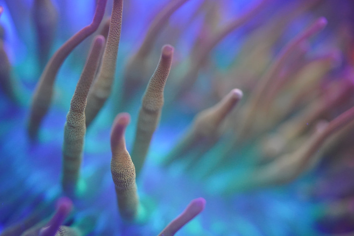 Rainbow Bubble Tip Anemone