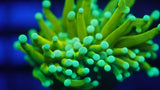 Corals & More Monthly Mystery Box