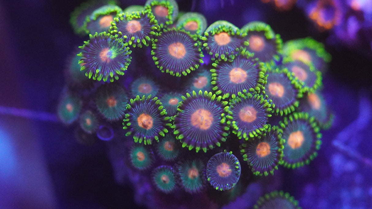 Zoa Colony 1.5"