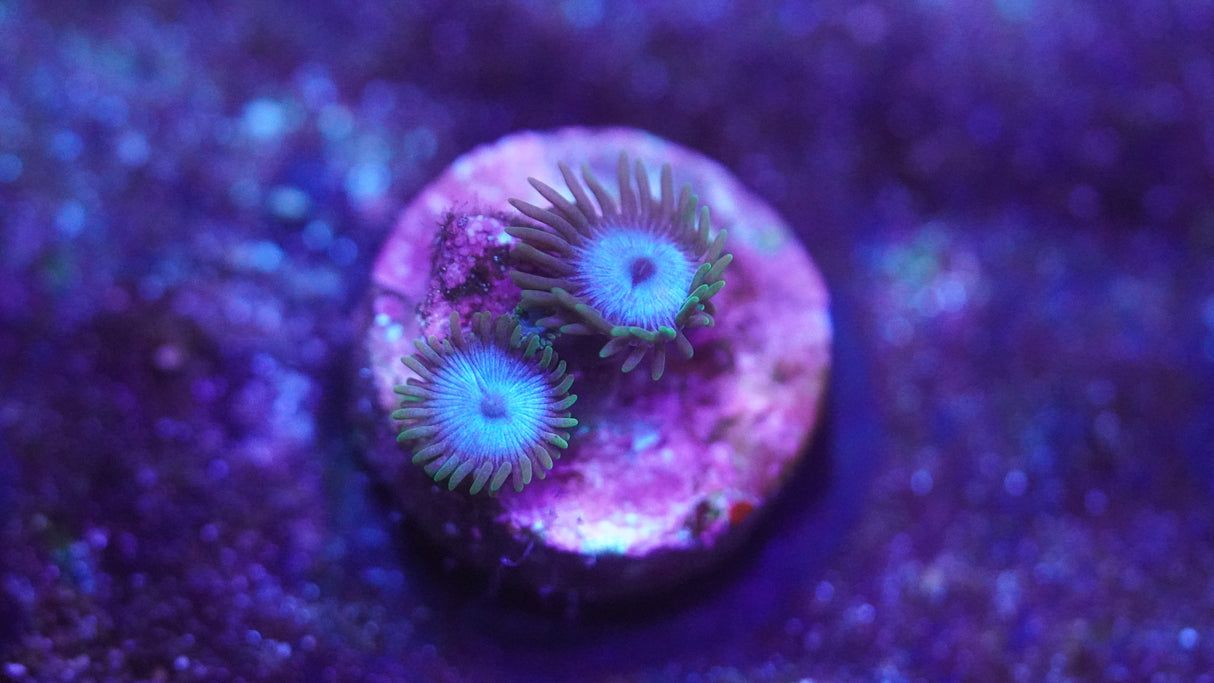 Miami Vice Zoanthids