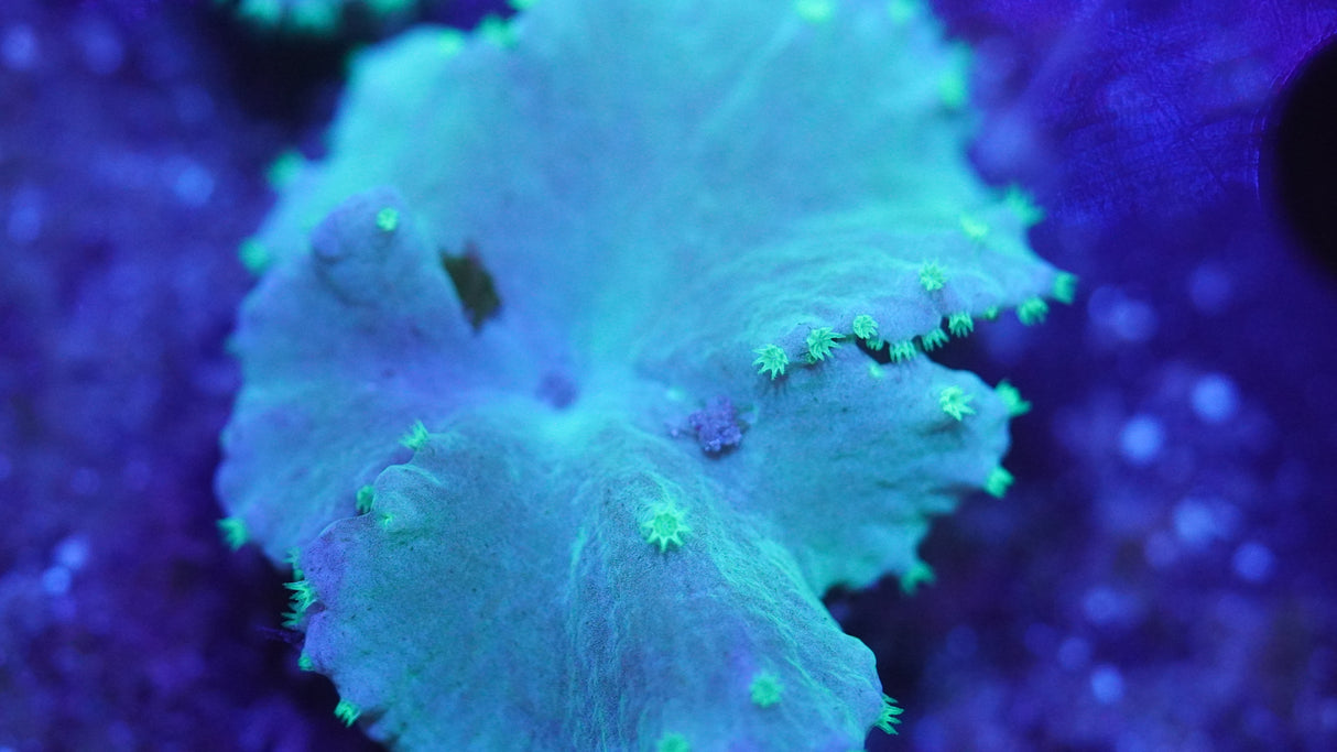 Green Sea Cabbage frag