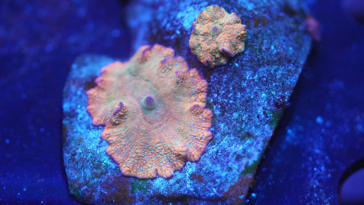 Disco Mushroom Coral frag 2 Heads