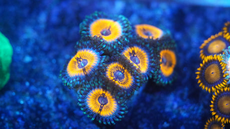 Random Zoa Frag! Small Colony