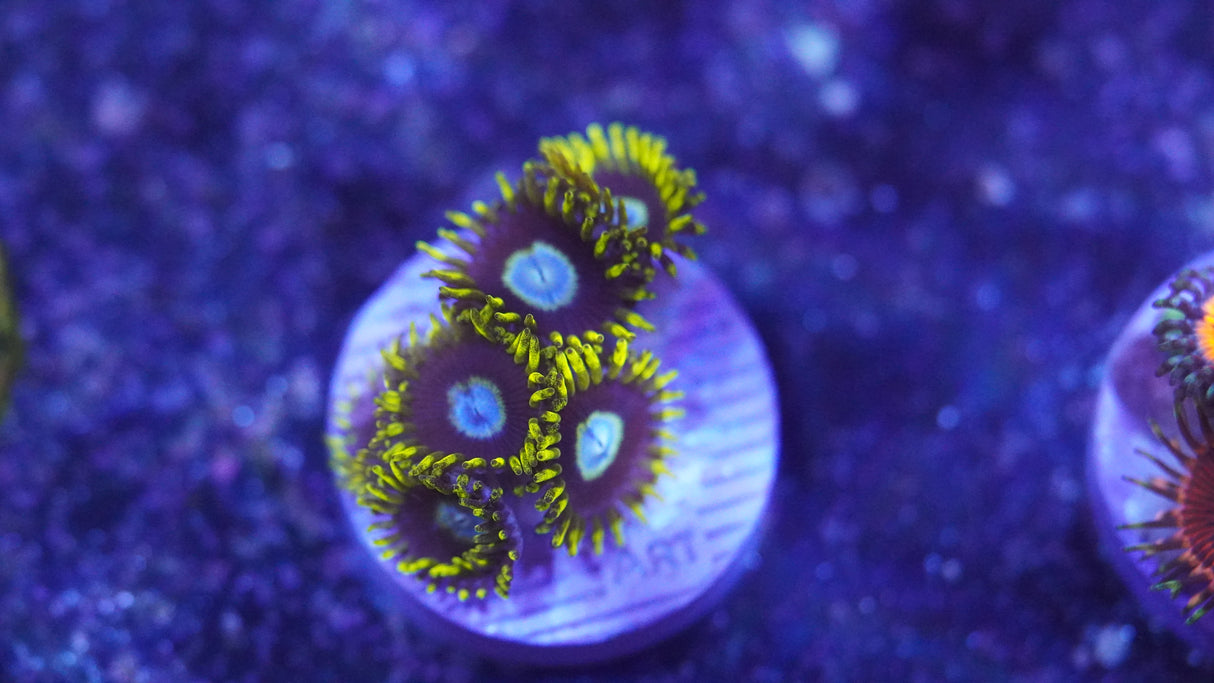 Random Zoa Frag! Small Colony