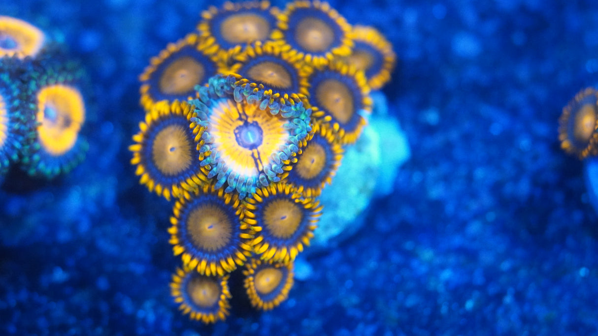 Random Zoa Frag! Small Colony