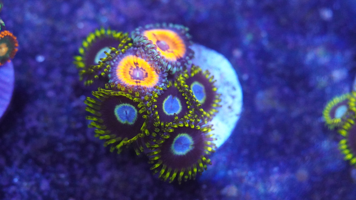 Random Zoa Frag! Small Colony