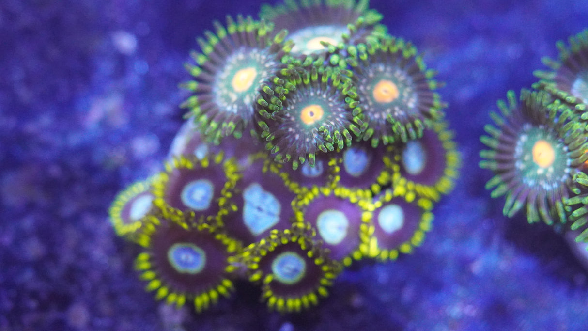 Random Zoa Frag! Small Colony