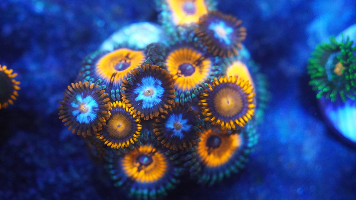 Random Zoa Frag! Small Colony