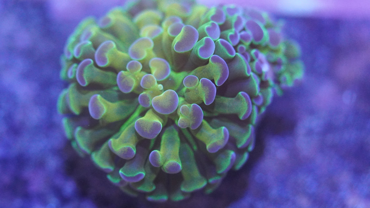 Hologram Hammer Coral