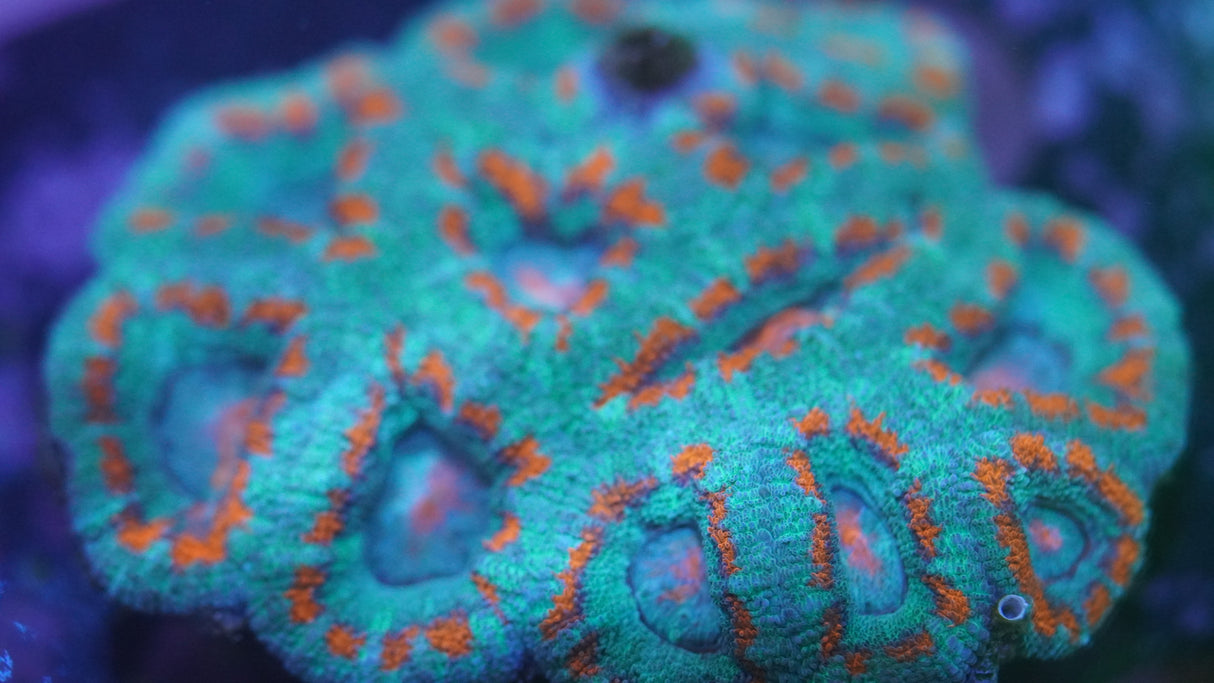 Blue and Orange Ultra Acan