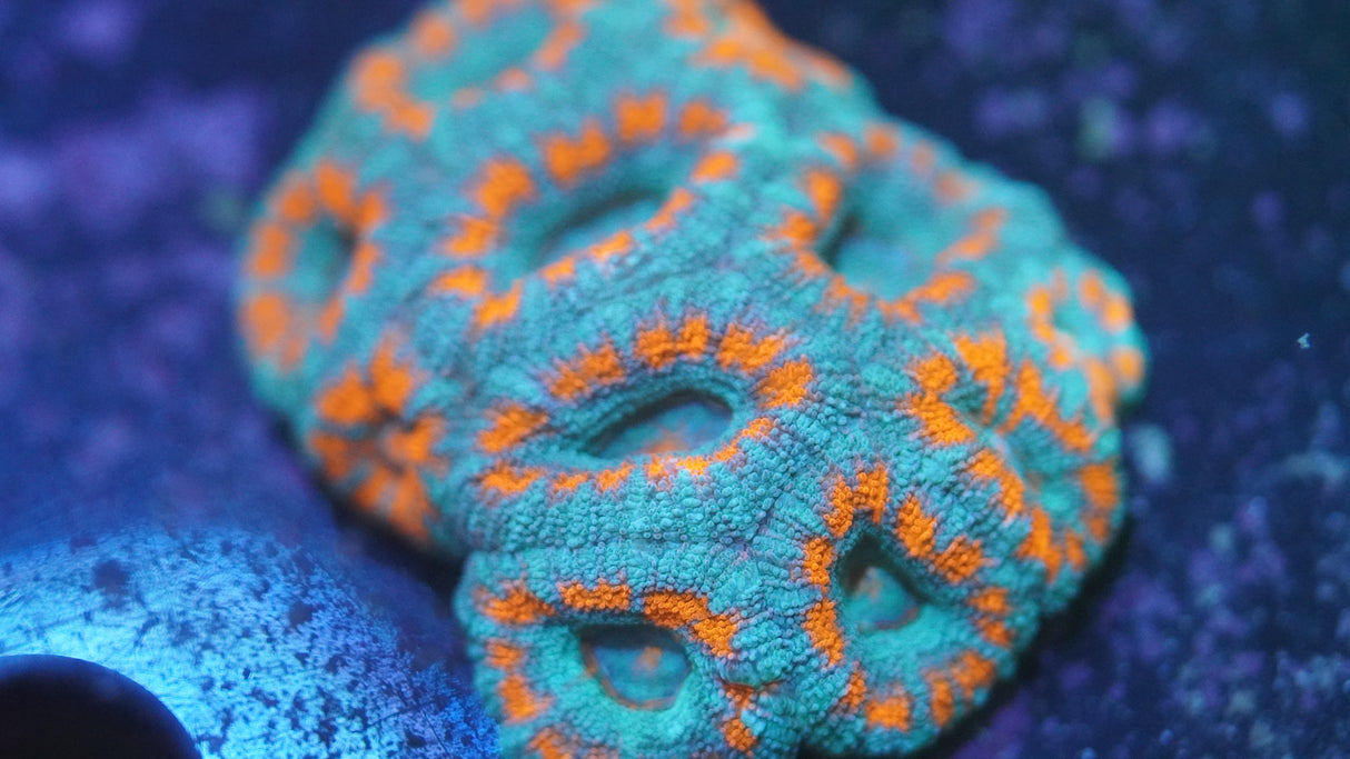 Ultra Acan Coral