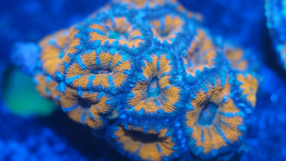 Ultra Acan