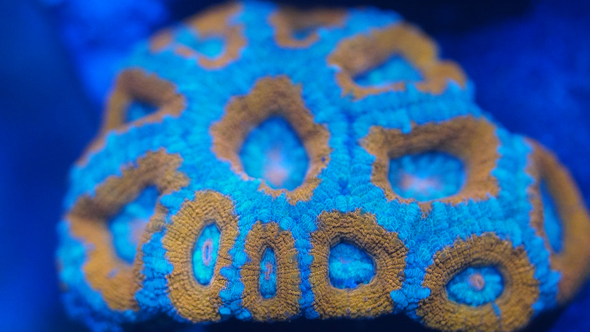 Ultra Acan