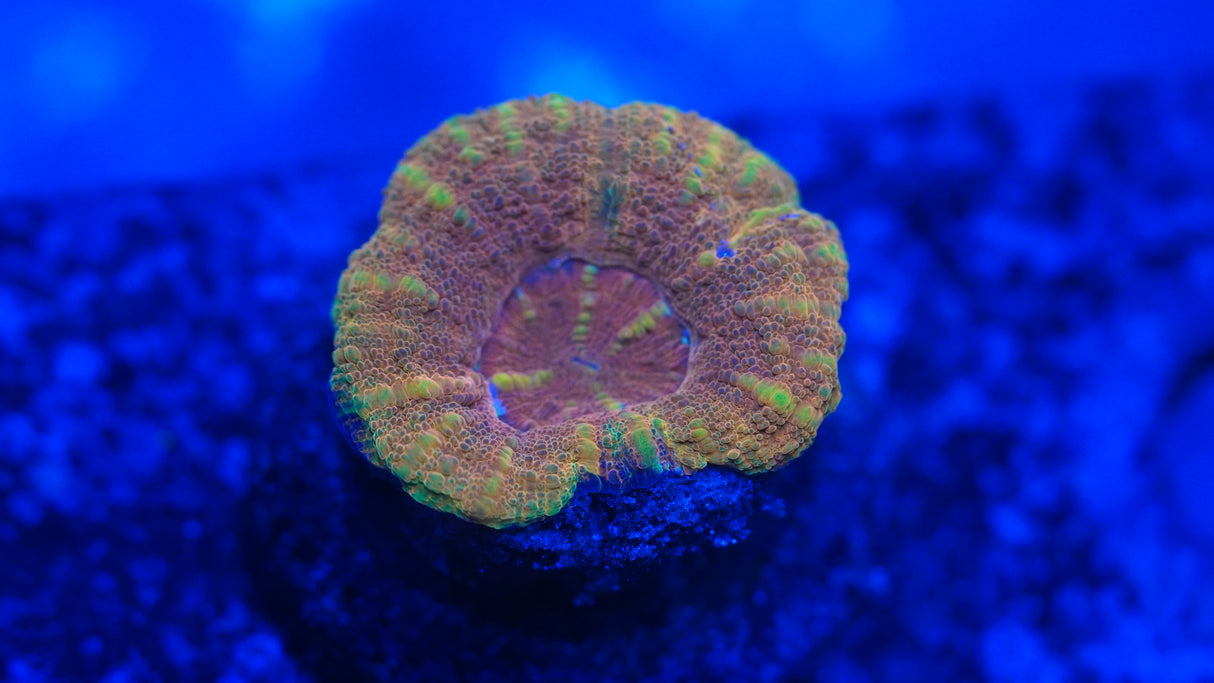 Grand Master Button Scoly Coral RARE!