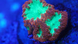 Ultra Blastomussa Coral