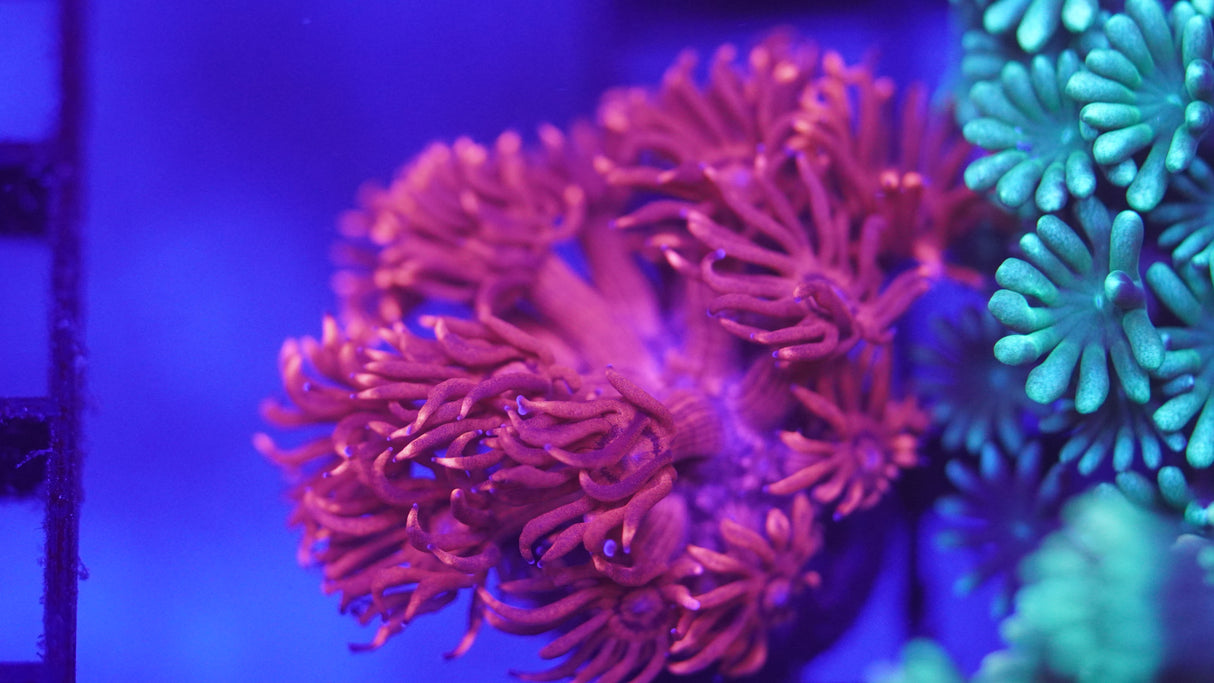 Red Goni Frag Coral