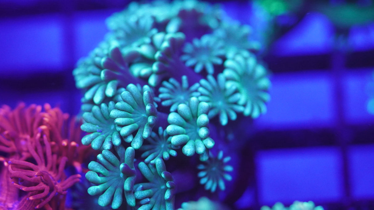 Alvi Coral Frag