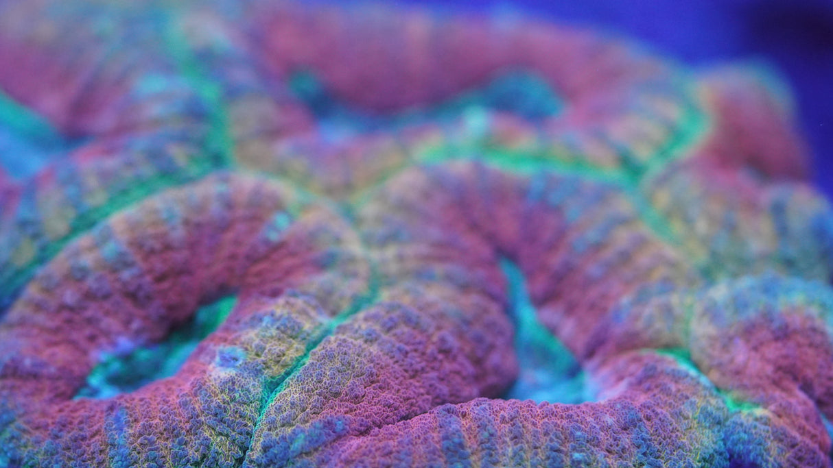 Super Ultra Rainbow Lobo Coral