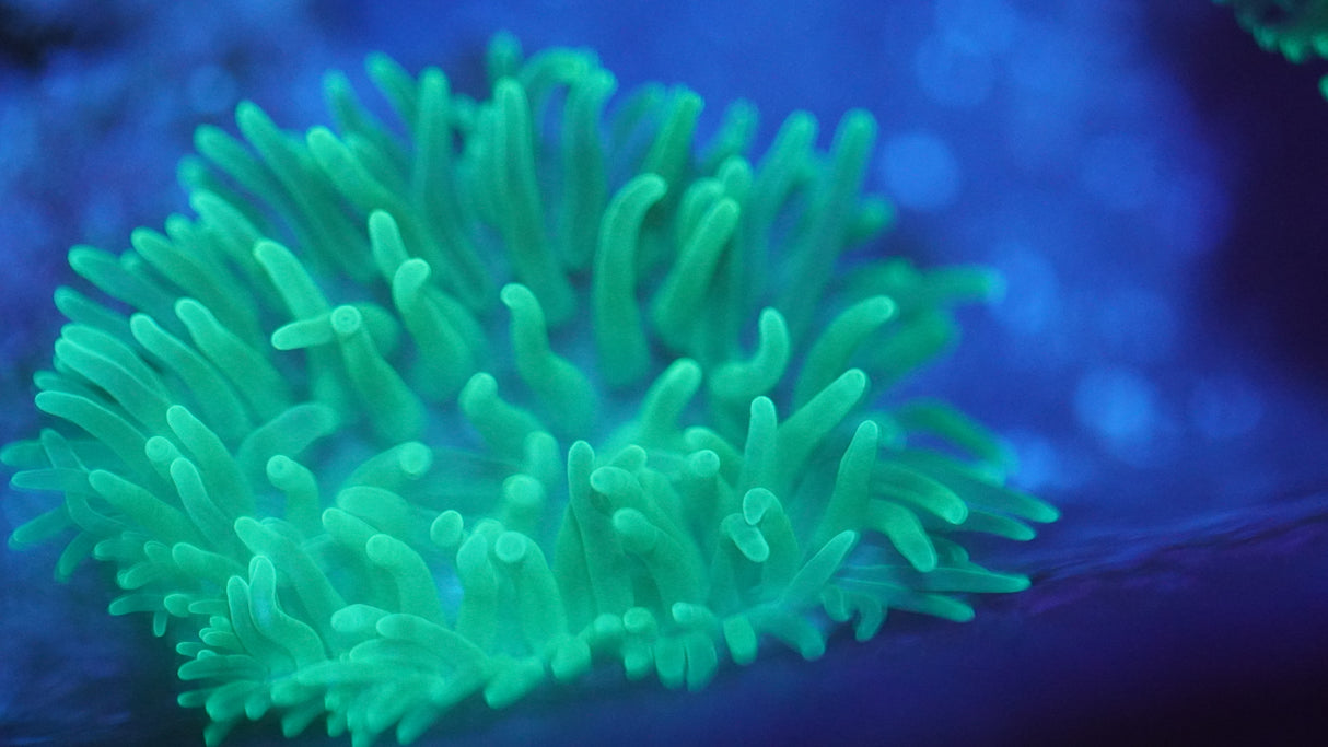 Green BubbleTip Anemone