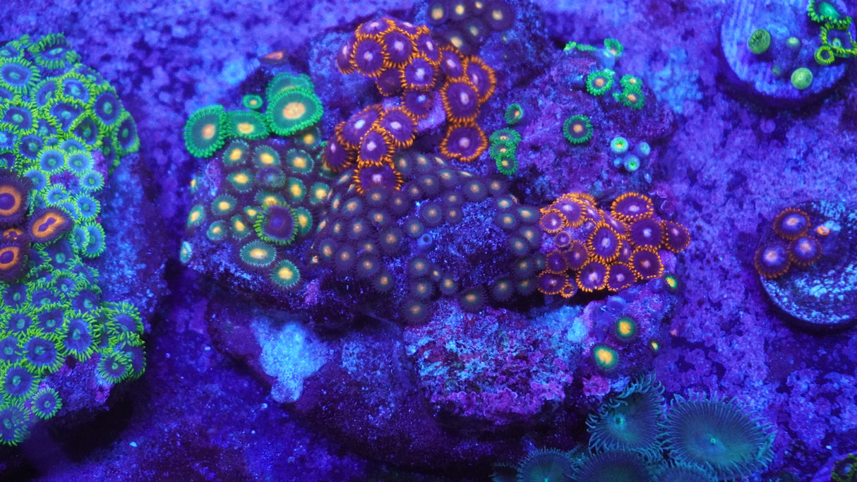 XL Zoa Coral Frag Multi Heads