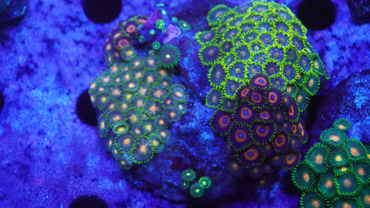 XL Zoa Frag Coral Multi Heads