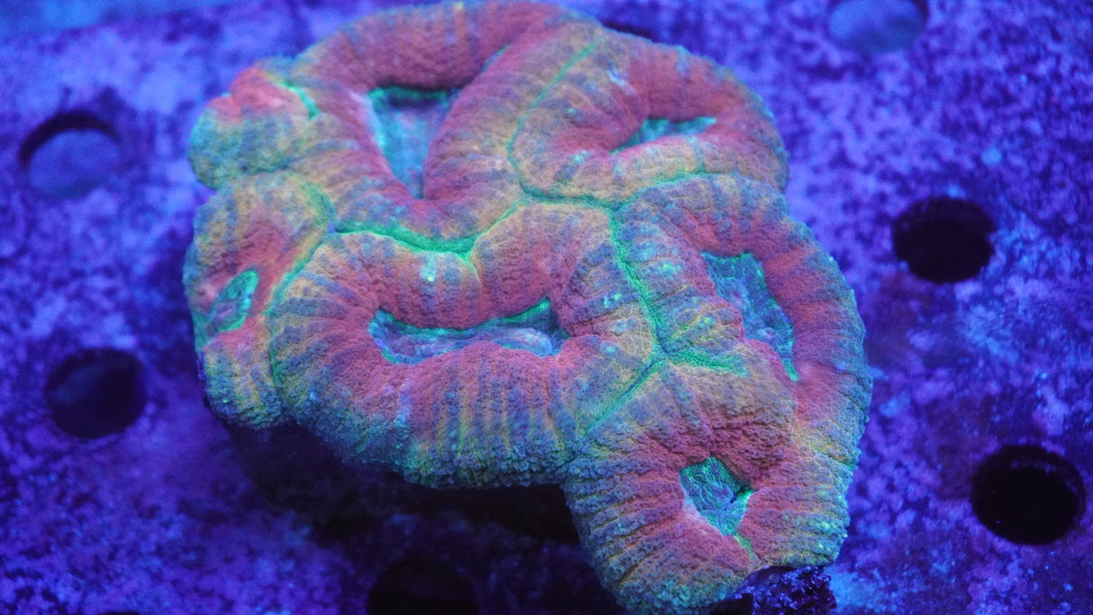 Super Ultra Rainbow Lobo Coral