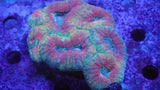 Super Ultra Rainbow Lobo Coral