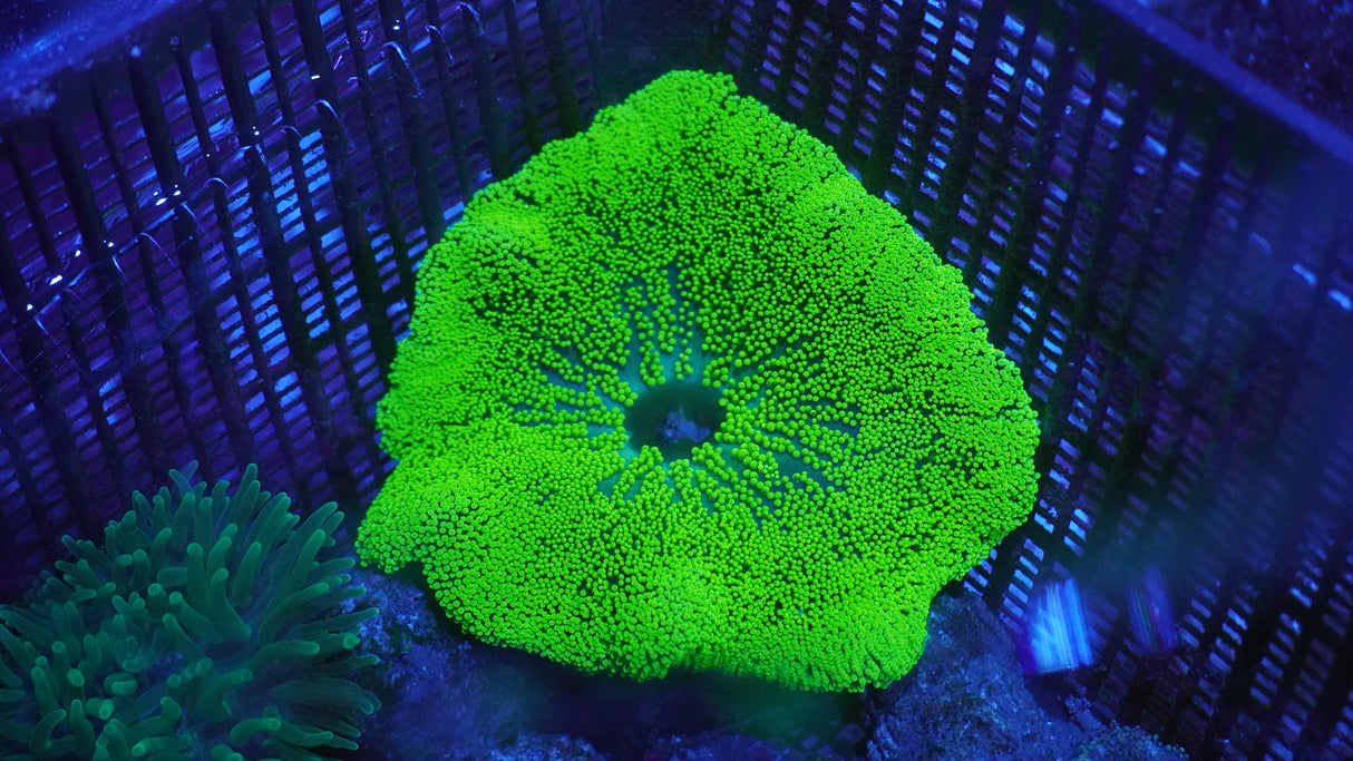 Lemon Lime Carpet Anemone