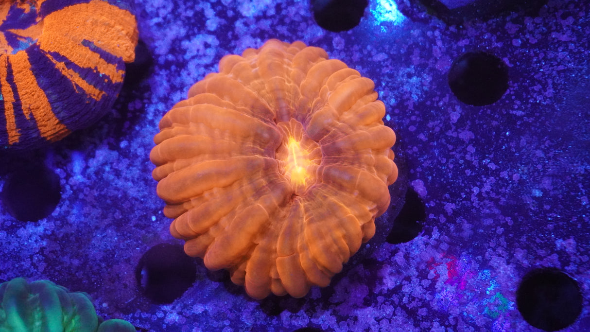 Ultra Red Cynarina Coral