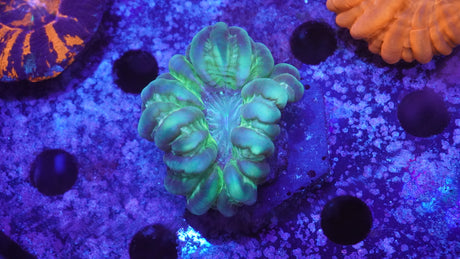 Green Goblin Cynarina Coral