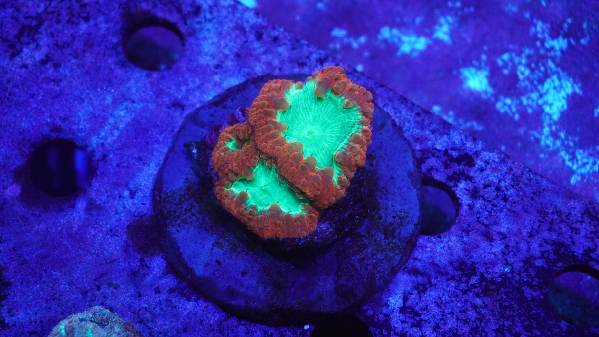 Ultra Blastomussa Coral