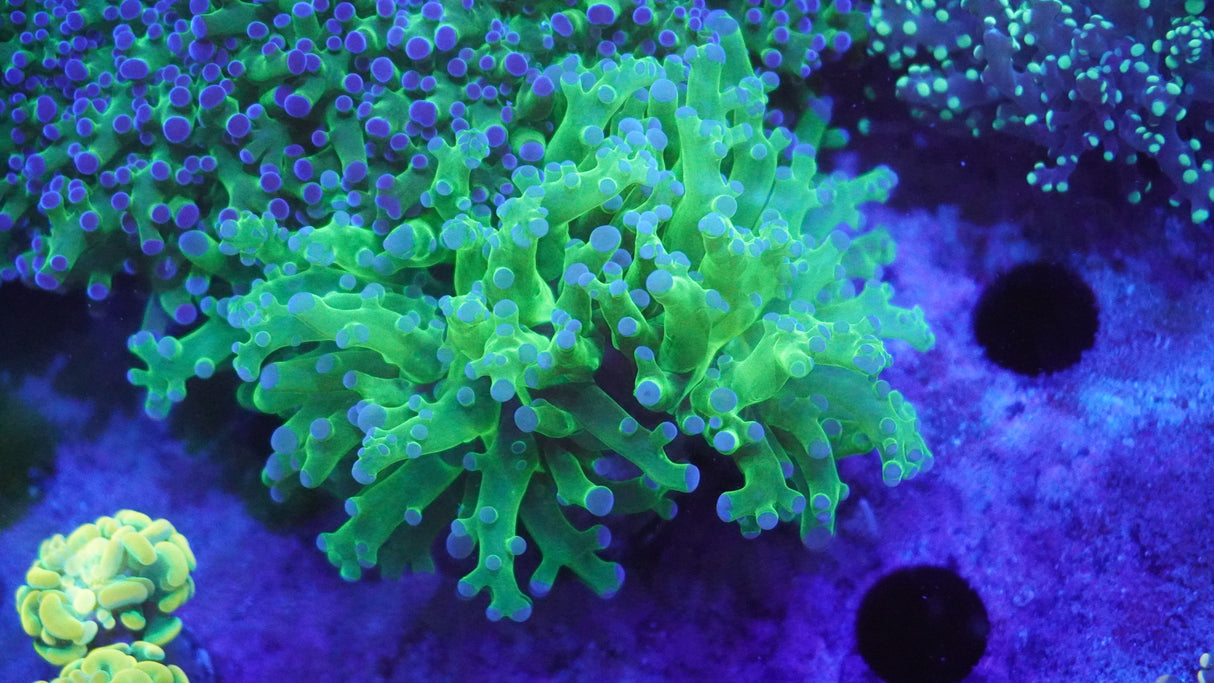 Hyper Green Frogspawn Coral 2 Heads