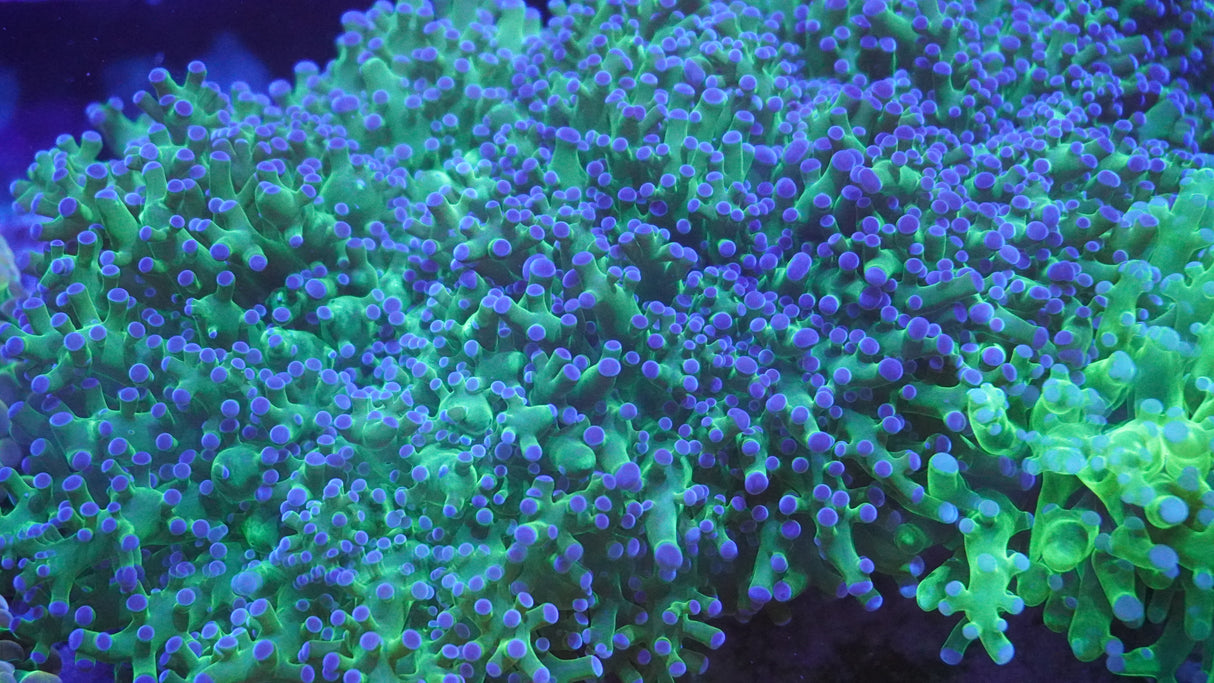 XXL Green Wall Frogspawn Coral