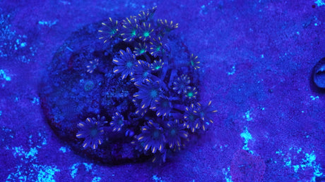 Firework Clove Polyps Coral Colony