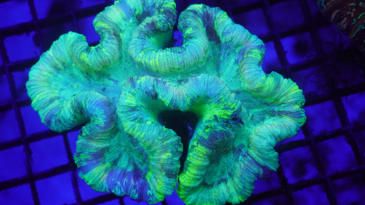 Ultra Zapper Green Trachy Coral