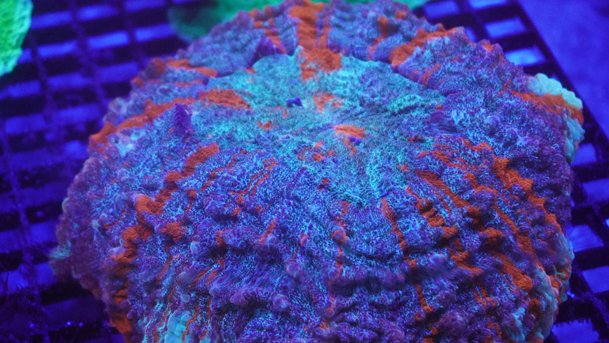 XXL Meat Coral!