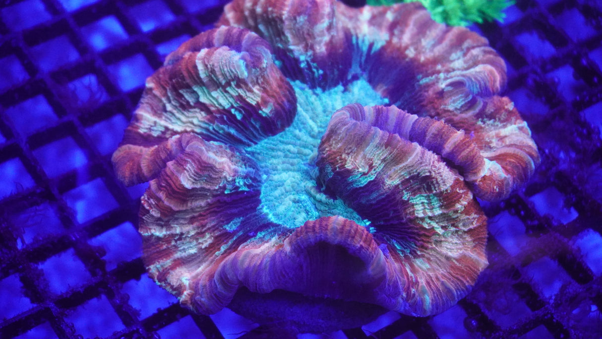 Ultra Trachy Coral