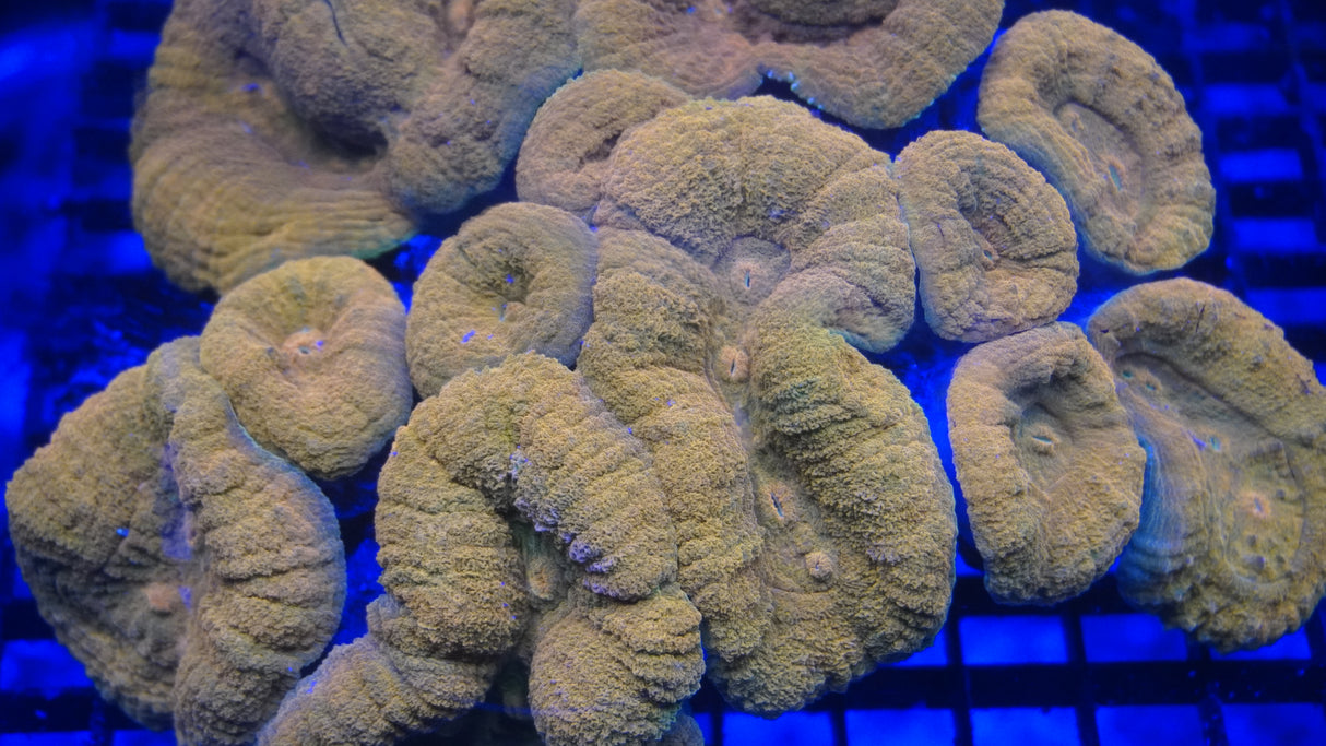 XXL Lobo Coral Colony 12+ Heads